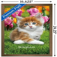 Кийт Кимбърлин - Плакат за стена на Maine Coon Kitten, 14.725 22.375